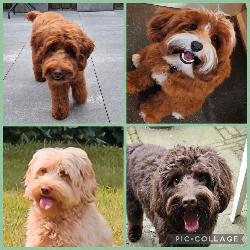 Dekreuen alaeu/mdba mini australian labradoodles, Nederland, Reu, Parvo, Meerdere