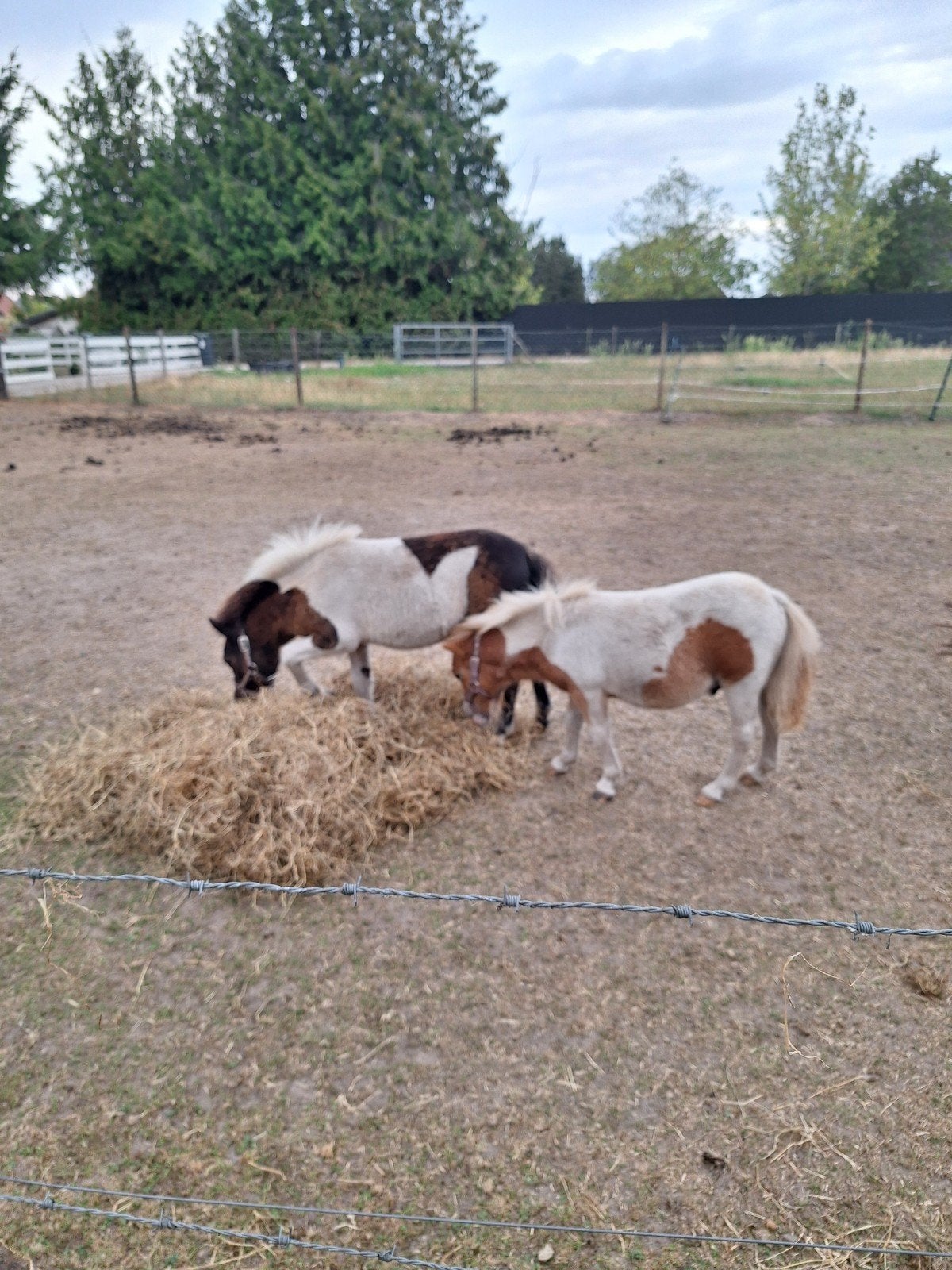Tekoop  3 mooie veulens, Hengst, A pony (tot 1.17m), Gechipt, 0 tot 2 jaar