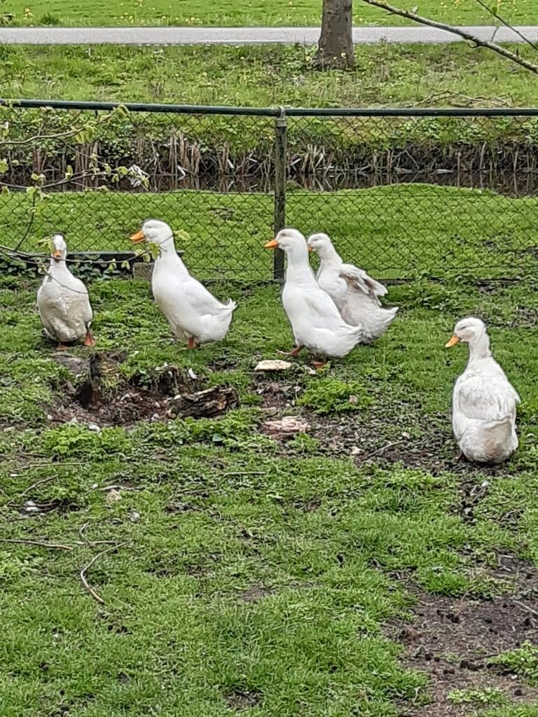 2 Duitse pekingeenden ,woerden, Dieren en Toebehoren, Pluimvee, Meerdere dieren, Eend