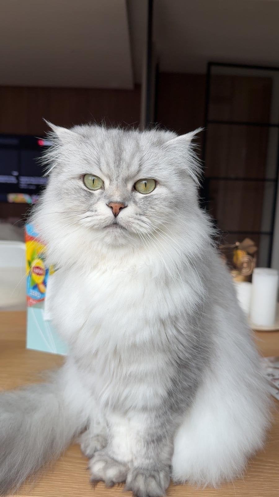 British Long Hair Snowwhite, Dieren en Toebehoren, Kater, Langharig, 6 jaar of ouder