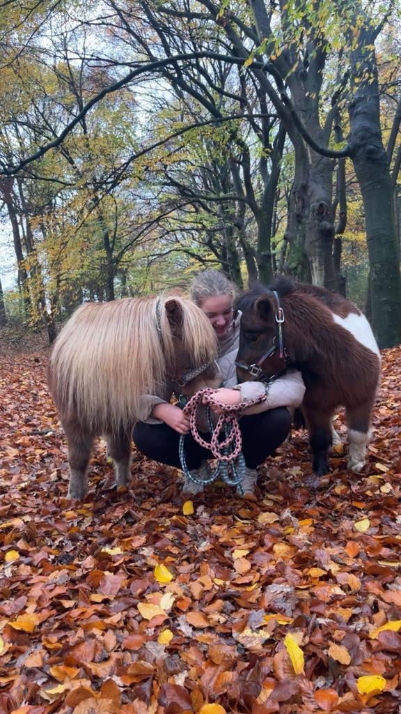 Bijrijdster op zoek naar verzorgpaard, Dieren en Toebehoren, Paarden en Pony's | Overige Paardenspullen, Ophalen