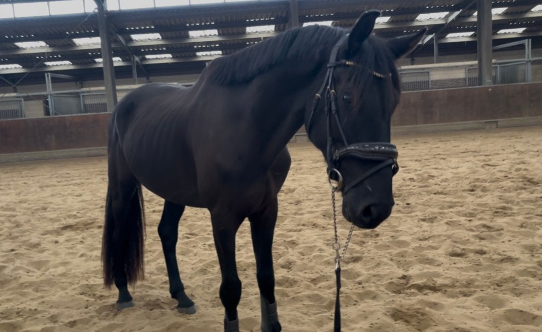 Net 4 jarige zangersheide ruin, Dieren en Toebehoren, Springpaard, Met stamboom, Ruin, 3 tot 6 jaar