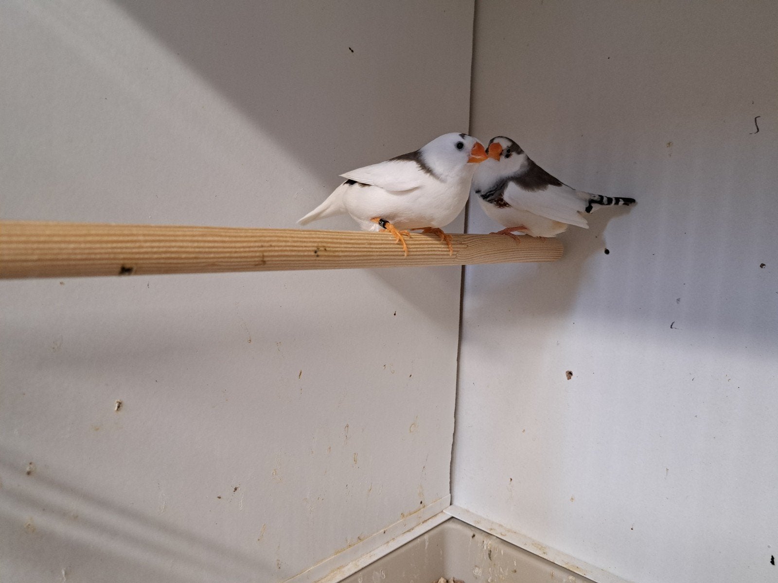 TE KOOP GEVRAAGD PAAR  JONGE BONTE ZEBRAVINKEN POPPEN, Dieren en Toebehoren, Meerdere dieren