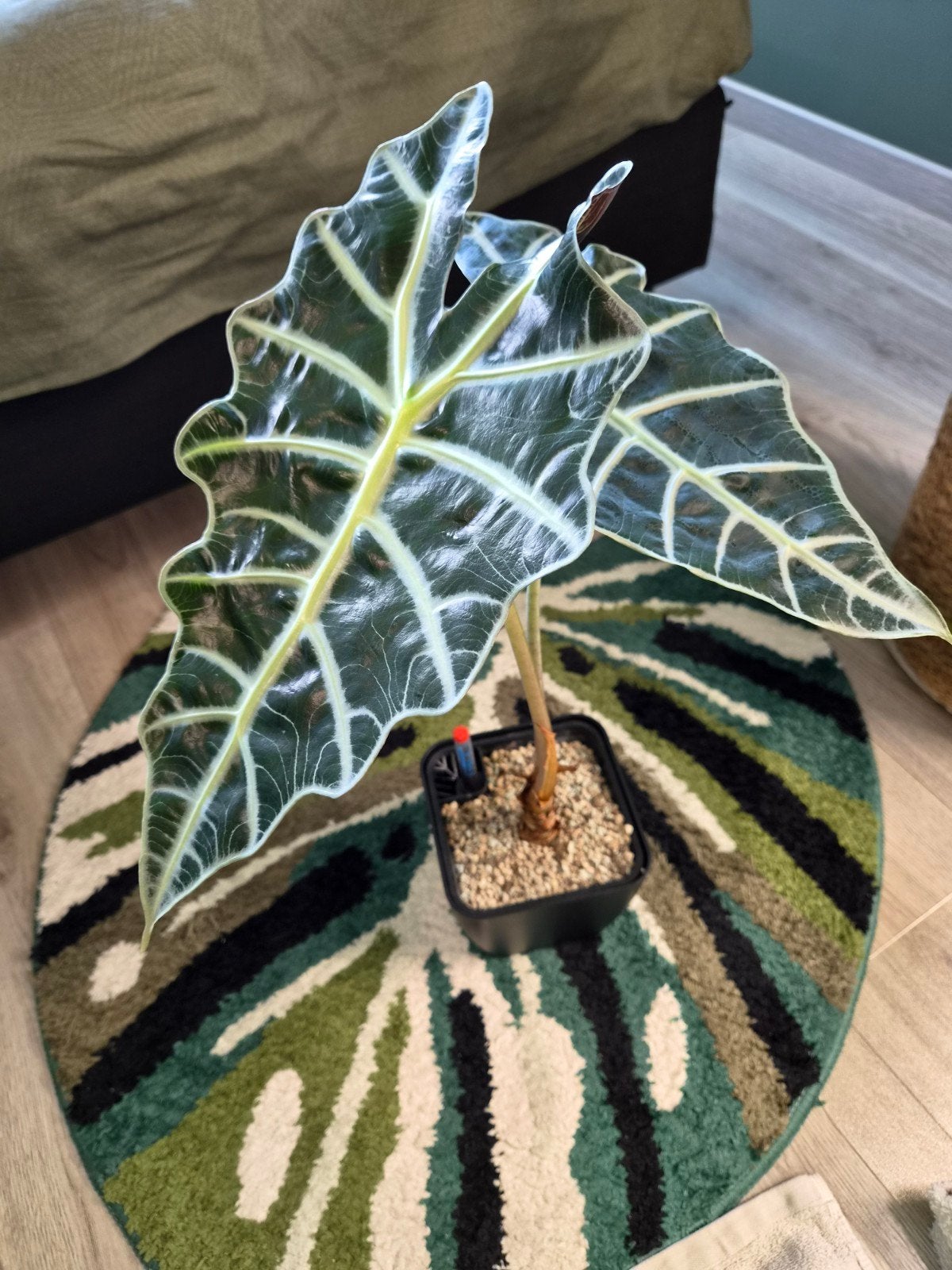 Alocasia  Polly, Huis en Inrichting, Ophalen, Halfschaduw, Minder dan 100 cm