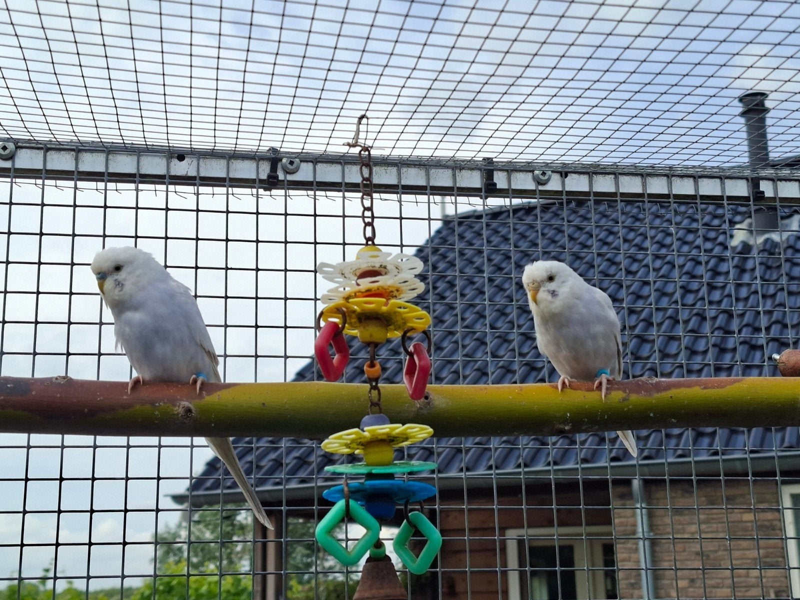 Jonge Grasparkieten , 10 stuks, Dieren en Toebehoren, Vogels | Parkieten en Papegaaien, Meerdere dieren, Parkiet