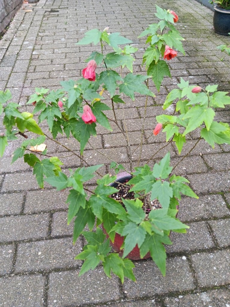 Abutilon, Vaste plant, Halfschaduw, Zomer, Ophalen