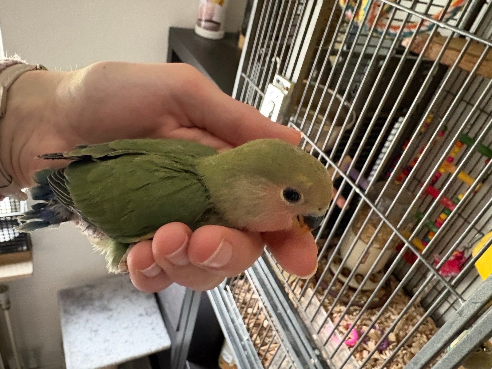 Jonge Roseicollie, Dwergpapegaai of Agapornis