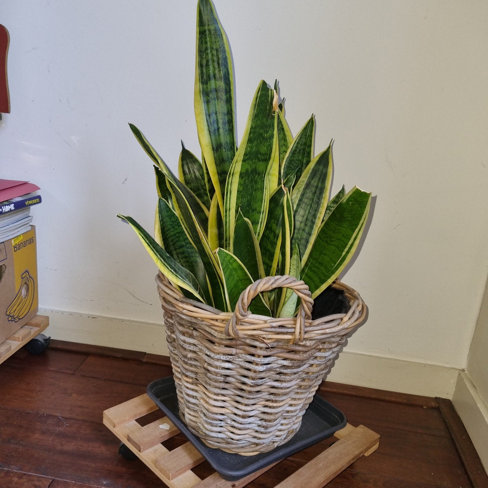 Grote Sansevieria in rieten pot, Ophalen, Halfschaduw, Minder dan 100 cm