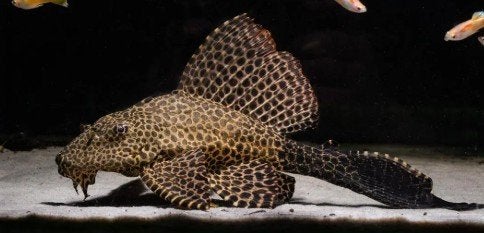 Glyptoperichthys gibbiceps-Koidream Valburg, Dieren en Toebehoren, Vis, Zoetwatervis