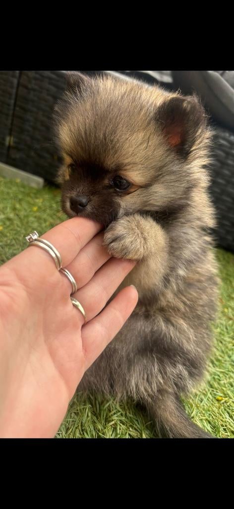 4 Prachtige pomski/pomeriaan pups, 8 tot 15 weken, Meerdere, Meerdere dieren, Nederland