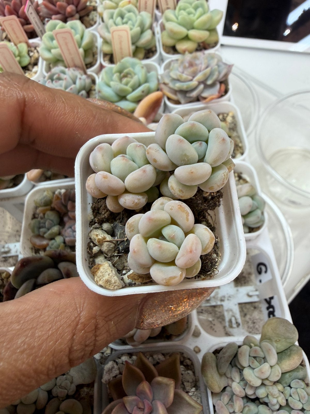 Echeveria Egret - Zeldzame en prachtige vetplant, Vetplant, Verzenden, In pot, Minder dan 100 cm