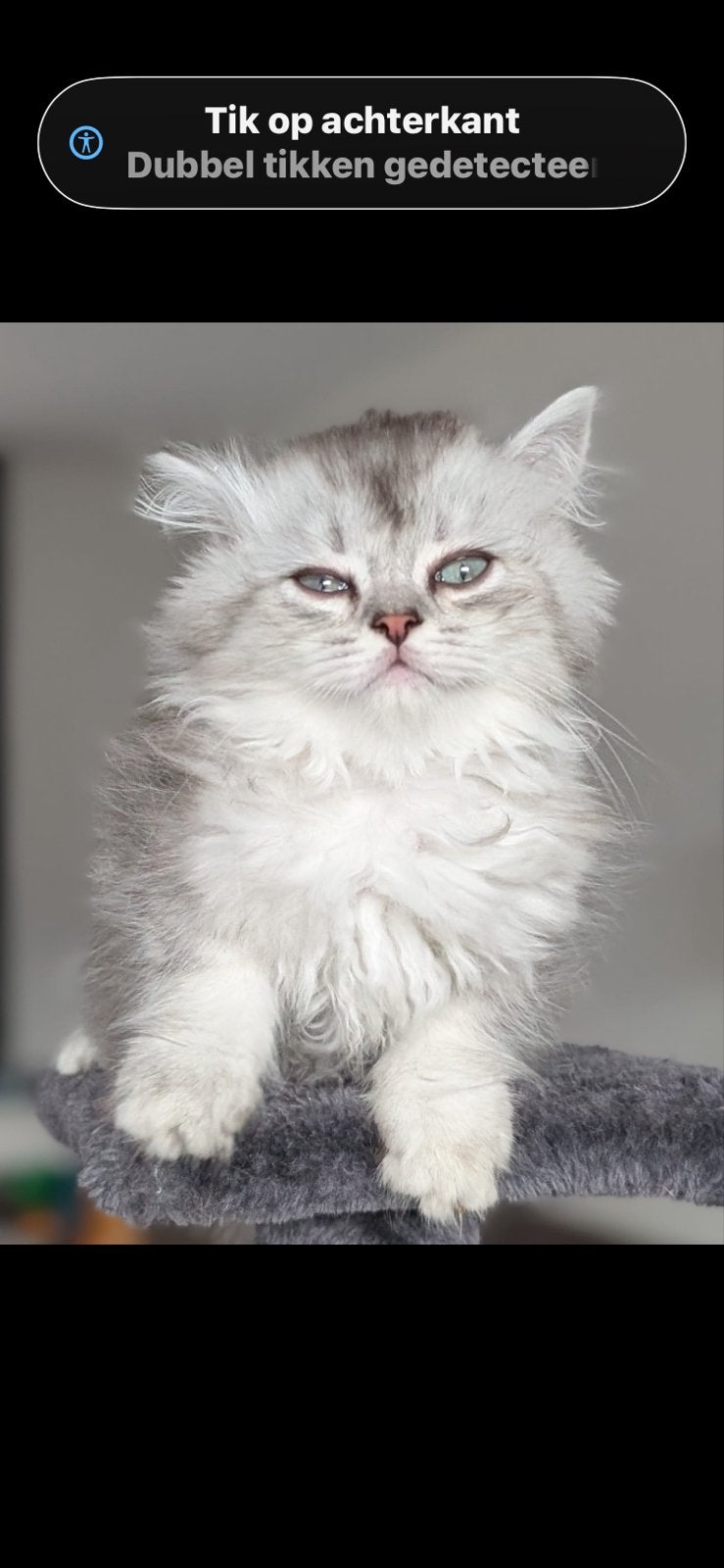 Britse kort en langhaar  Kittens, Dieren en Toebehoren, Meerdere dieren, Gechipt, 0 tot 2 jaar