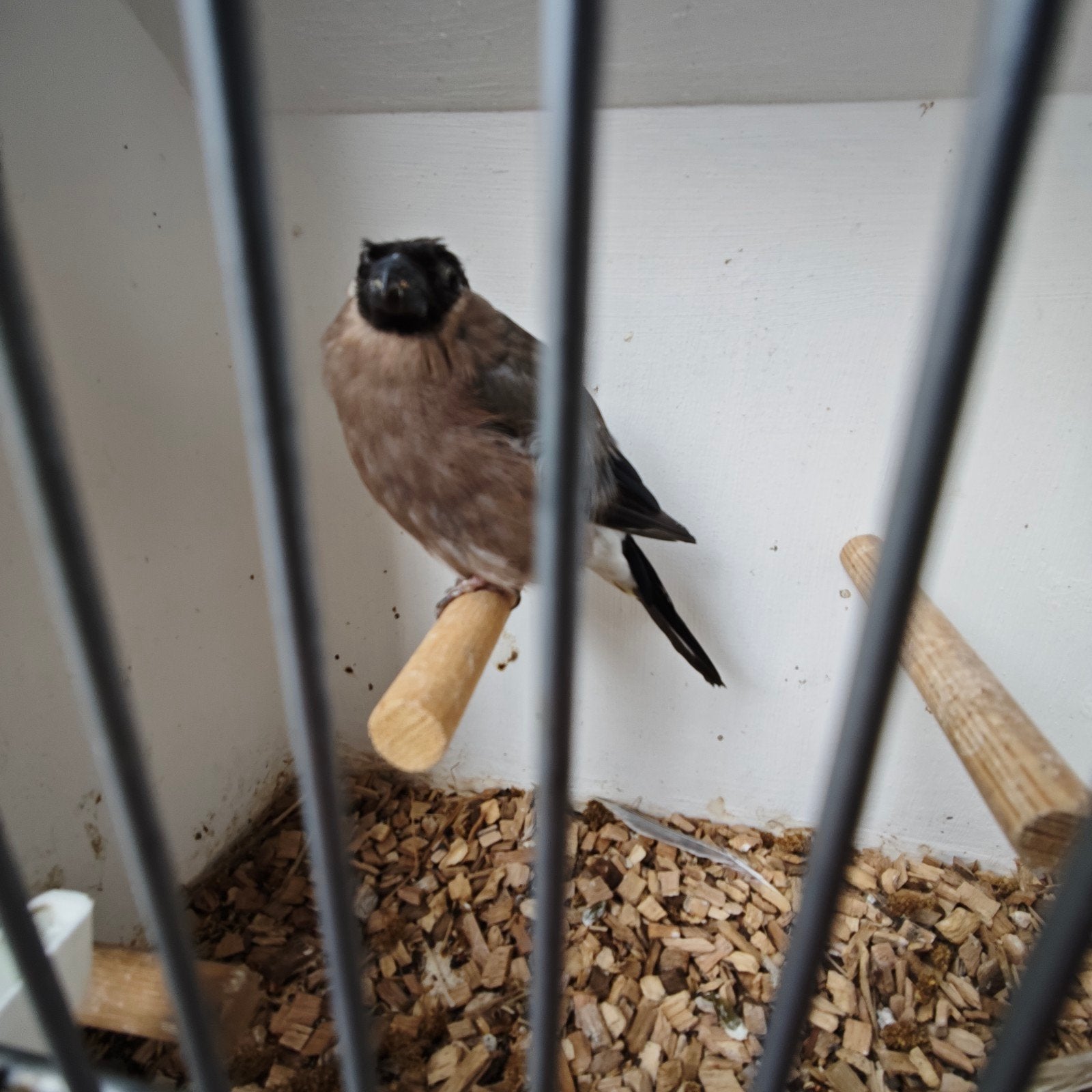 noordse goudvink pop, Dieren en Toebehoren, Vogels | Overige Vogels, Vrouwelijk, Wildzangvogel, Geringd