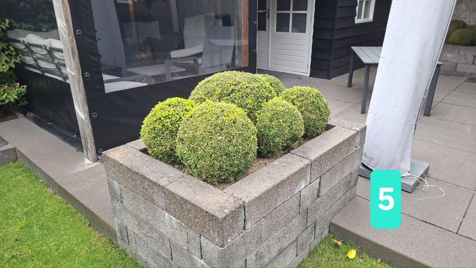Diverse Buxusbollen, Ophalen, Buxus, Struik, Minder dan 100 cm