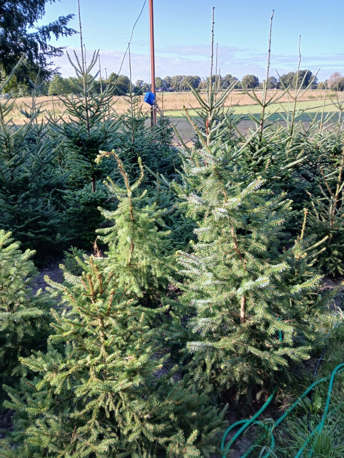 kerstbomen, Ophalen of Verzenden