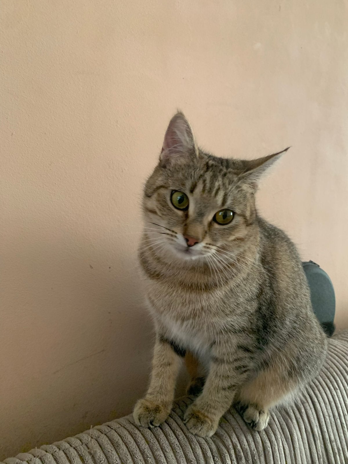Prachtige grijze langhaar kater + moeder met kitten, Dieren en Toebehoren, Kater