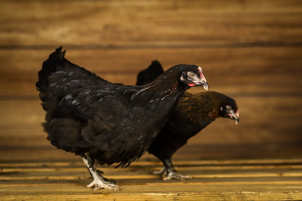 Marans kippen | Rustige kippen | Speciale eieren, Vrouwelijk, Kip