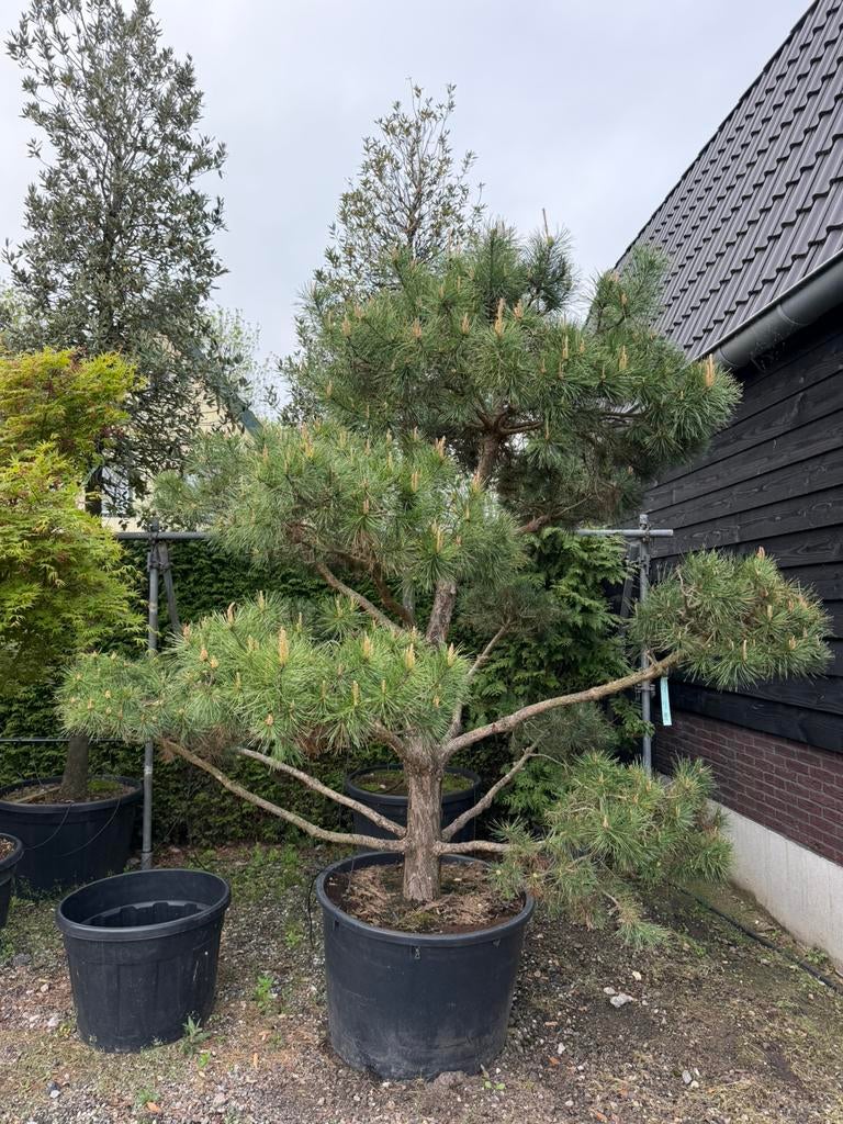 Pinus sylvestris bonsai 200-250cm, Tuin en Terras, Planten | Bomen, Overige soorten, Lente, 250 tot 400 cm, Ophalen