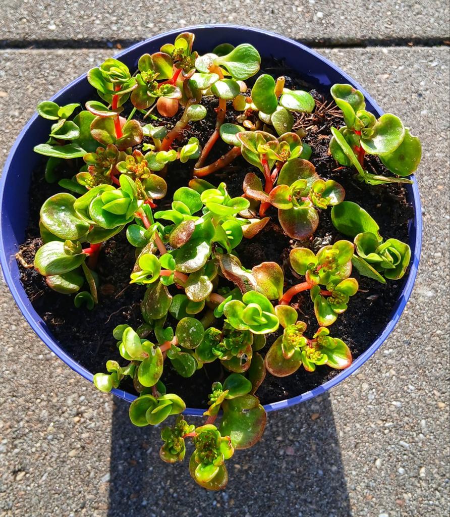 Sedum makinoi Maxim. - Japanse vetkruid, Tuin en Terras, Ophalen, Vaste plant, Bodembedekkers