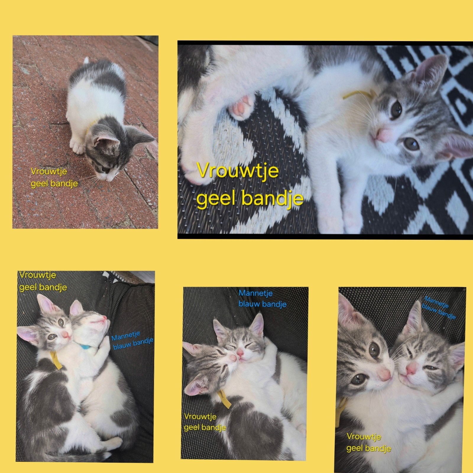 Wij zoeken nog een nieuw huisje... 4 Kittens, Dieren en Toebehoren, Katten en Kittens | Raskatten | Korthaar, Meerdere dieren