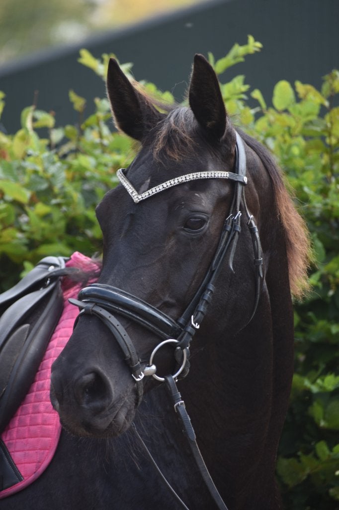 Bloedmooie, gitzwarte, gezonde , 00 Seven x Jazz x Contango, Dieren en Toebehoren, Merrie, Met stamboom, Zadelmak, 160 tot 165 cm