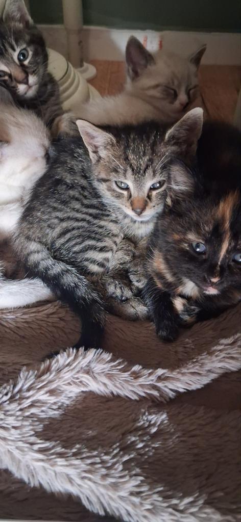 Kittens te koop, Dieren en Toebehoren