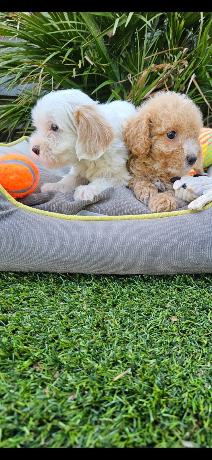 maltipoo pups, 8 tot 15 weken, Meerdere, Nederland, Fokker | Hobbymatig