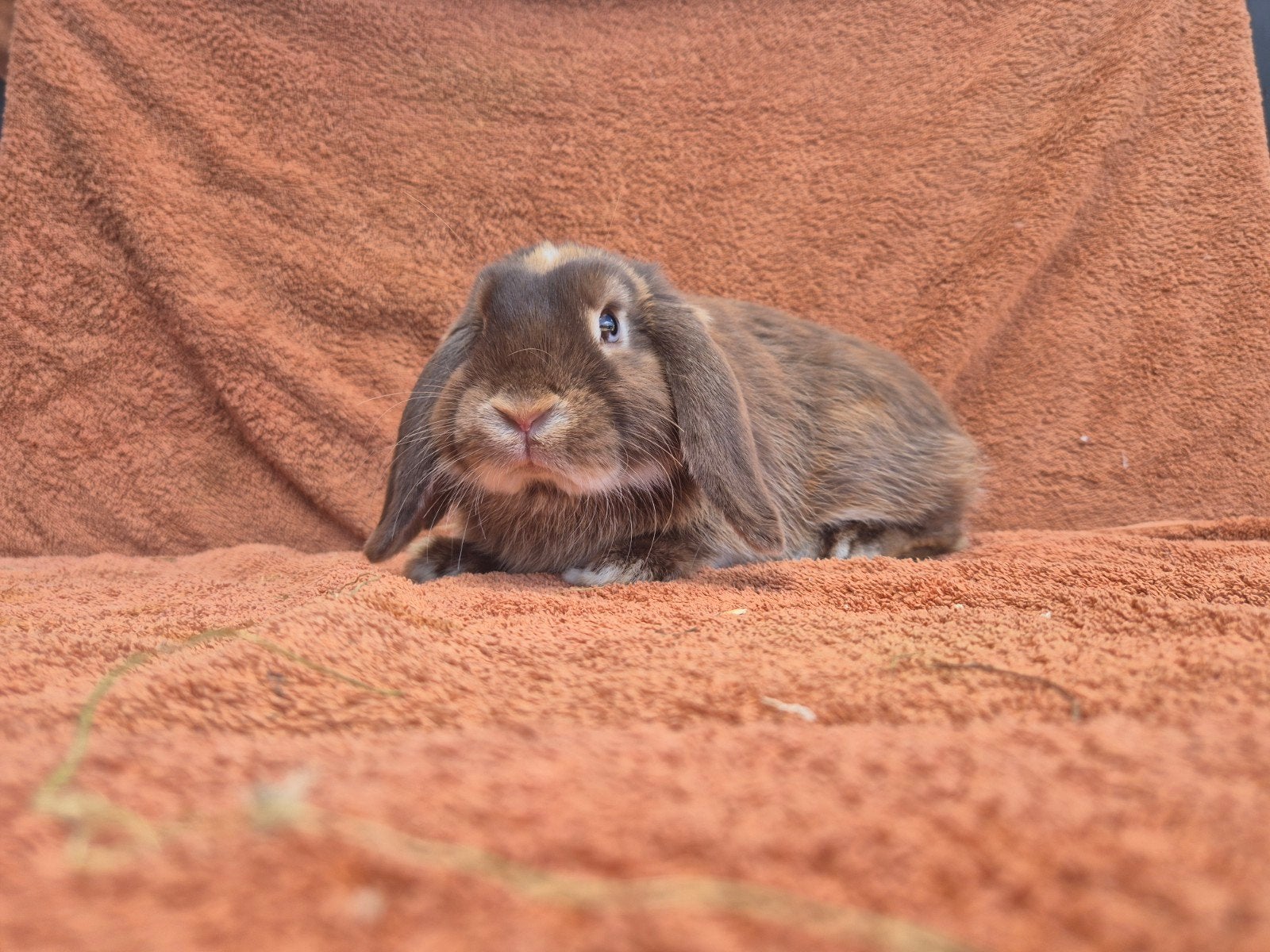Gecastreerd NHD choco otter 5 maanden bruin hangoor lief tam, Dieren en Toebehoren, Mannelijk, Dwerg, Hangoor, 0 tot 2 jaar