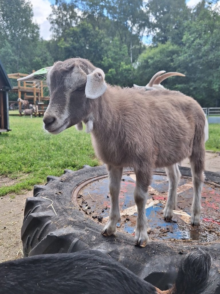 toggenburger geitenlam, Vrouwelijk, Geit, 0 tot 2 jaar