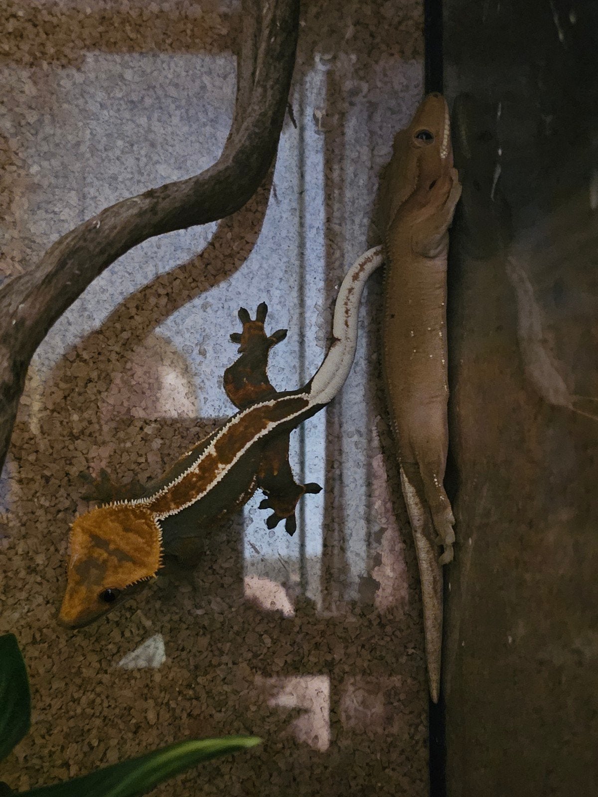 Wimperhaargekko 2 vrouwtjes, Hagedis, 0 tot 2 jaar