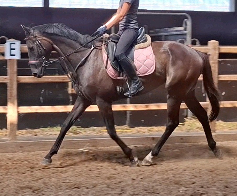 Brave 5 jr allrounder 1,66(recreatie-manege-sport), Dieren en Toebehoren, Paarden, Ruin, 3 tot 6 jaar, Met stamboom, B
