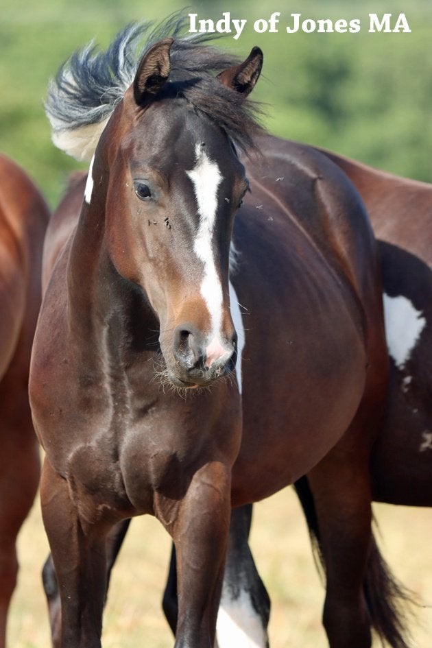 American Paint Horses and Quarter Horses, Minder dan 160 cm, Met stamboom, Niet van toepassing, 0 tot 2 jaar