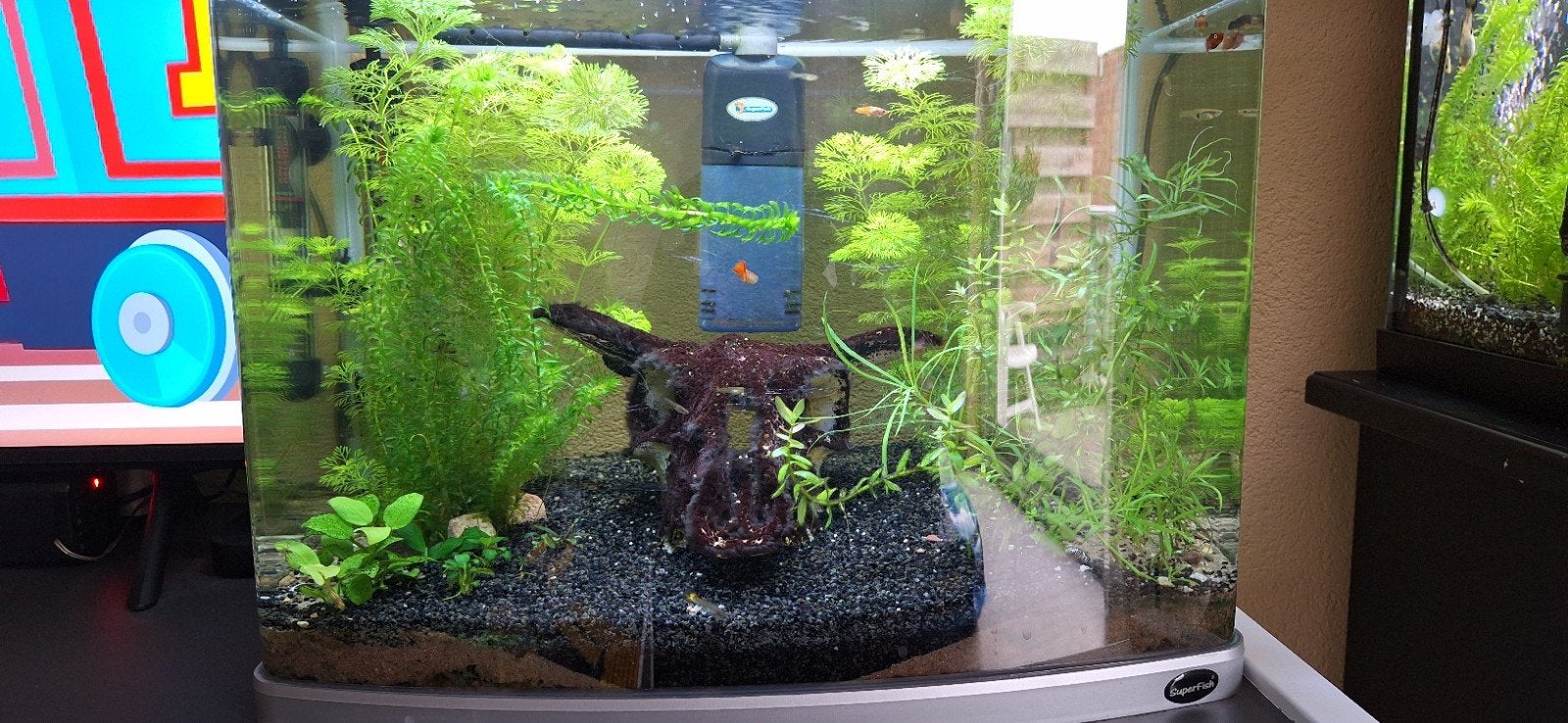 superfish 60 liter, Ophalen, Gevuld zoetwateraquarium