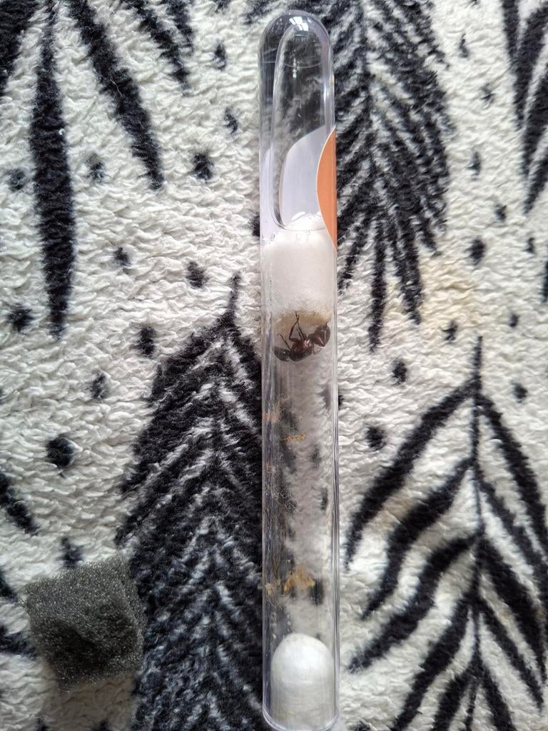 mierenkolonies: Reuzenmier, Oogstmier & Honingpotmier, Dieren en Toebehoren, Insecten en Spinnen, Bijen