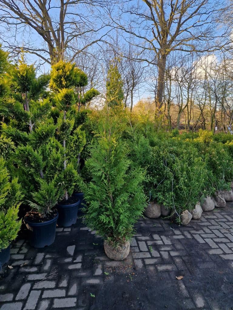 Thuja Brabant Coniferen - Groenblijvende Haagplanten 140cm, Volle zon, Vaste plant, Bloeit niet, Ophalen
