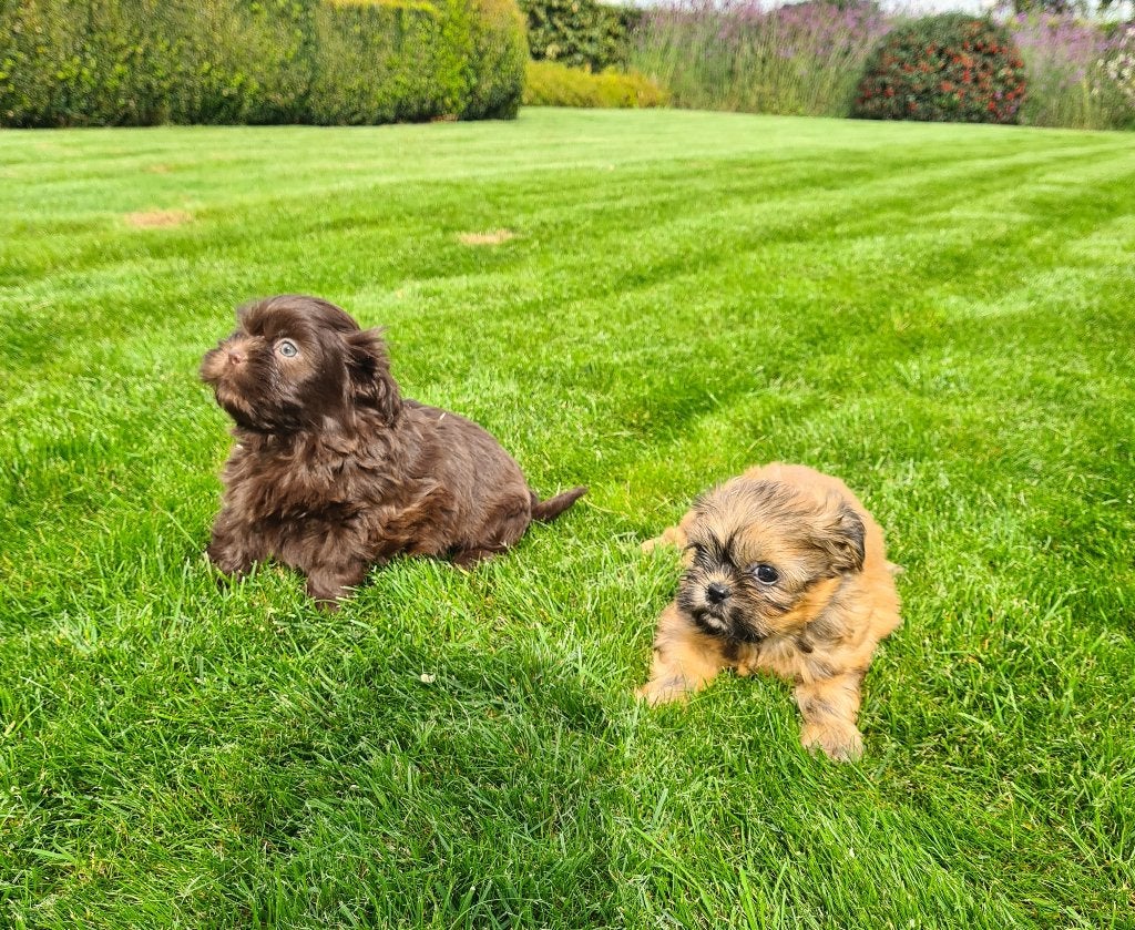 shih tzu pups, België, Fokker | Hobbymatig, Overige rassen, 8 tot 15 weken