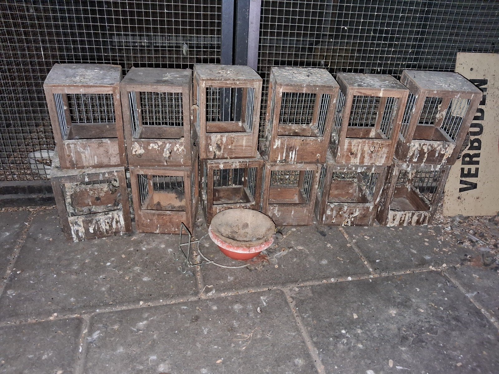 nestkastjes, Dieren en Toebehoren, Meerdere dieren, Kleurkanarie