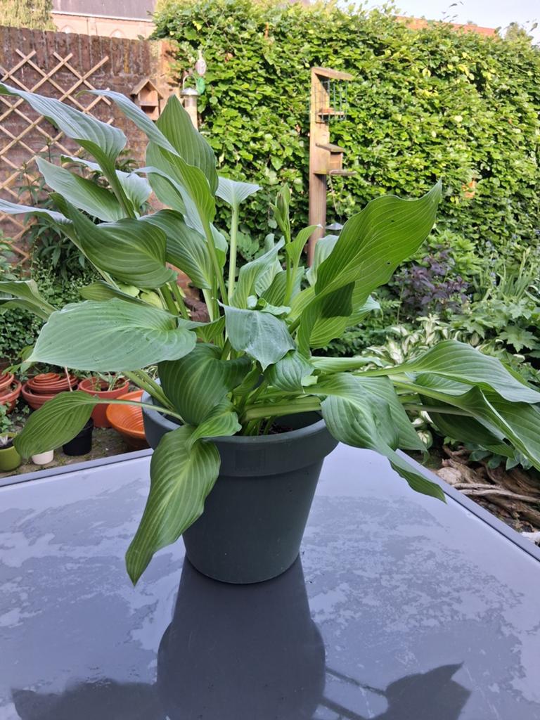 Hosta in groene Ecken Kanten pot, Ophalen of Verzenden, Rond, Aardewerk, Minder dan 40 cm