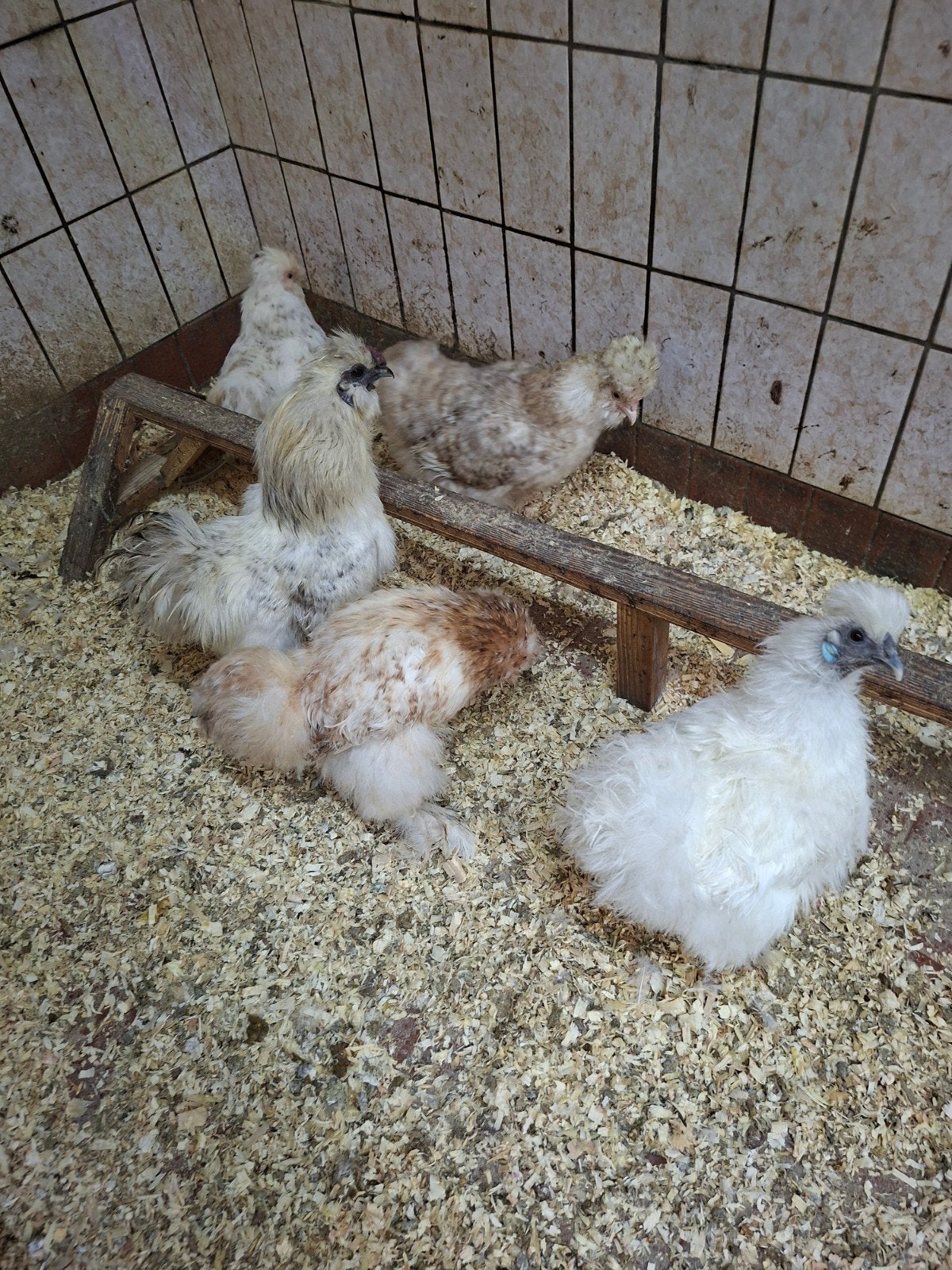tekoop broedeieren van zijde hoen  kriel, Dieren en Toebehoren, Pluimvee, Geslacht onbekend, Kip