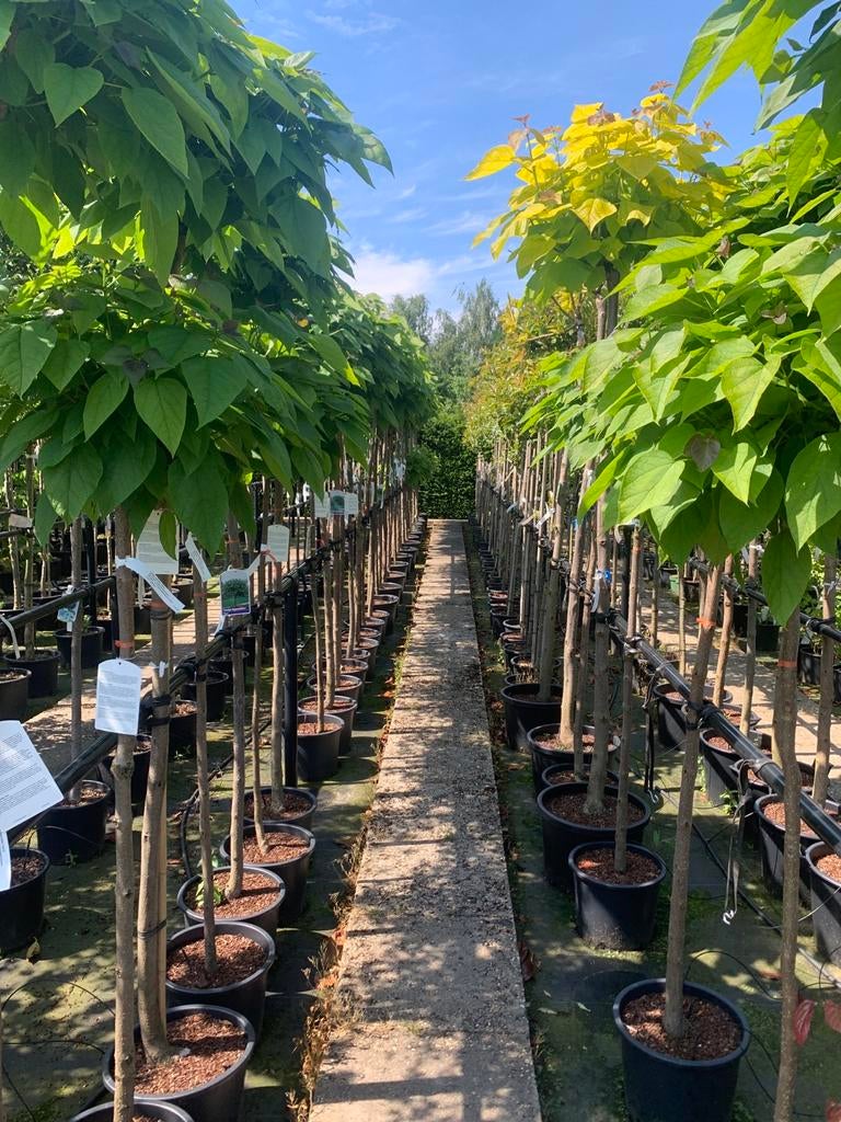 Kugel trompetboom, lei sierpeer, bol esdoorn, ginkgo, beuk, 100 tot 250 cm, Zomer, Ophalen, Volle zon