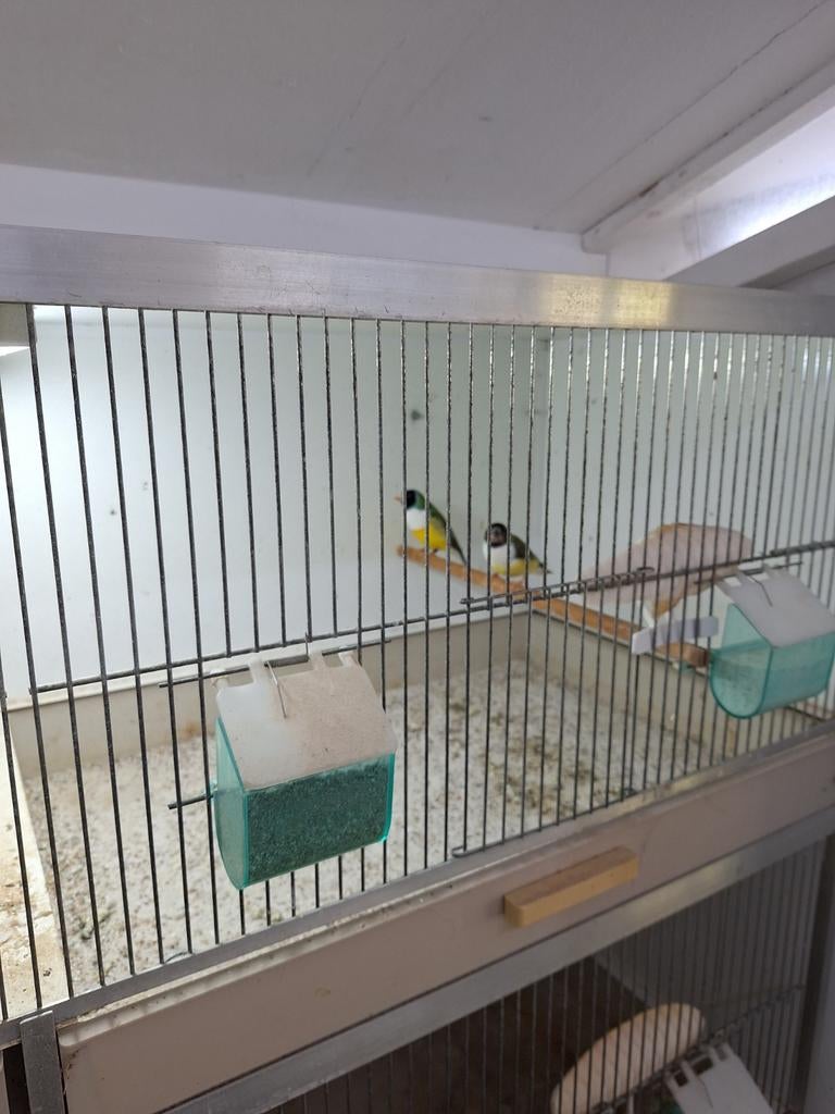 2 koppels gouldamadines blauw keer splitblauw, Dieren en Toebehoren, Meerdere dieren