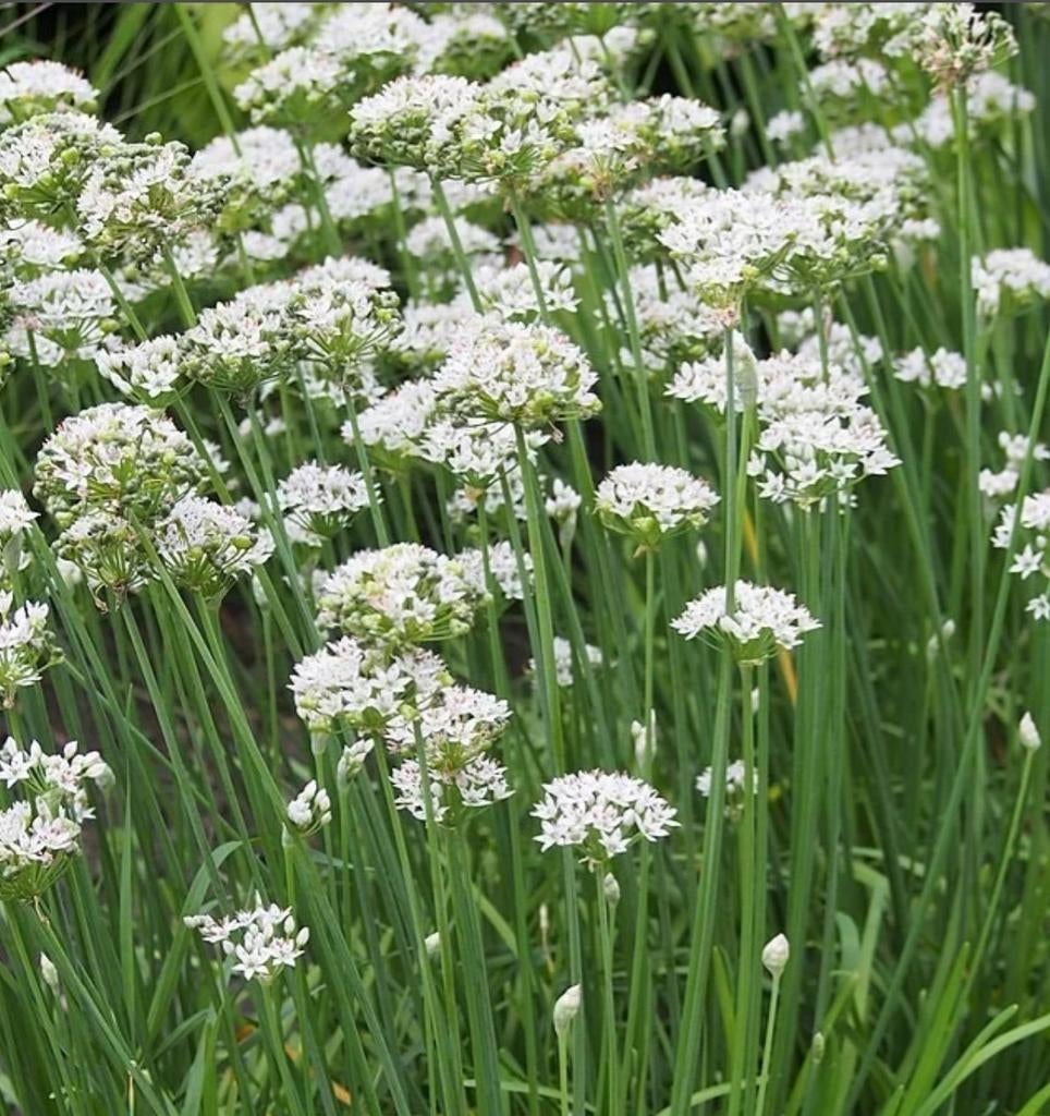 Knoflook bieslook, Ophalen of Verzenden, Volle zon
