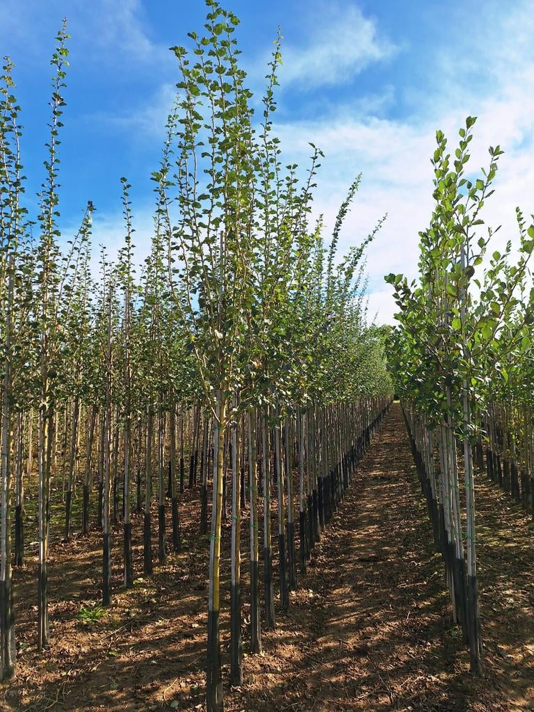 Crataegus laevigata 'Paul's Scarlet' 🌿🌺 (rode meidoorn), Ophalen, Volle zon, Overige soorten