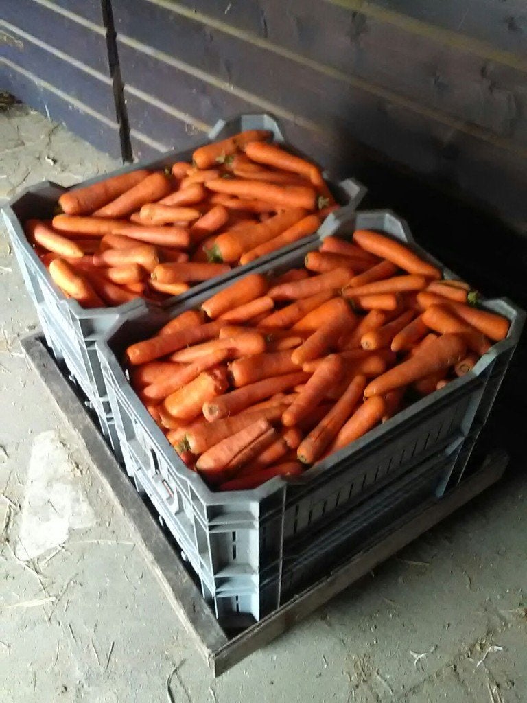 Gewassen winterwortelen wortels winterpeen hooi voor paarden, Dieren en Toebehoren, Dierenvoeding, Ophalen, Vee
