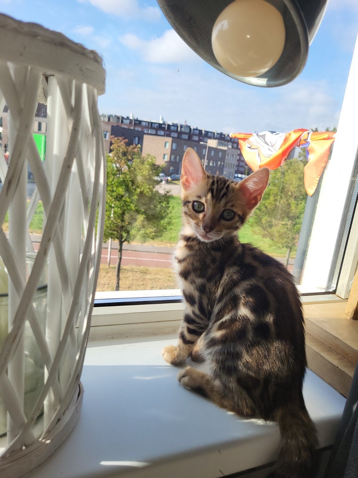 Bengaal kitten zonder stamboom, Poes