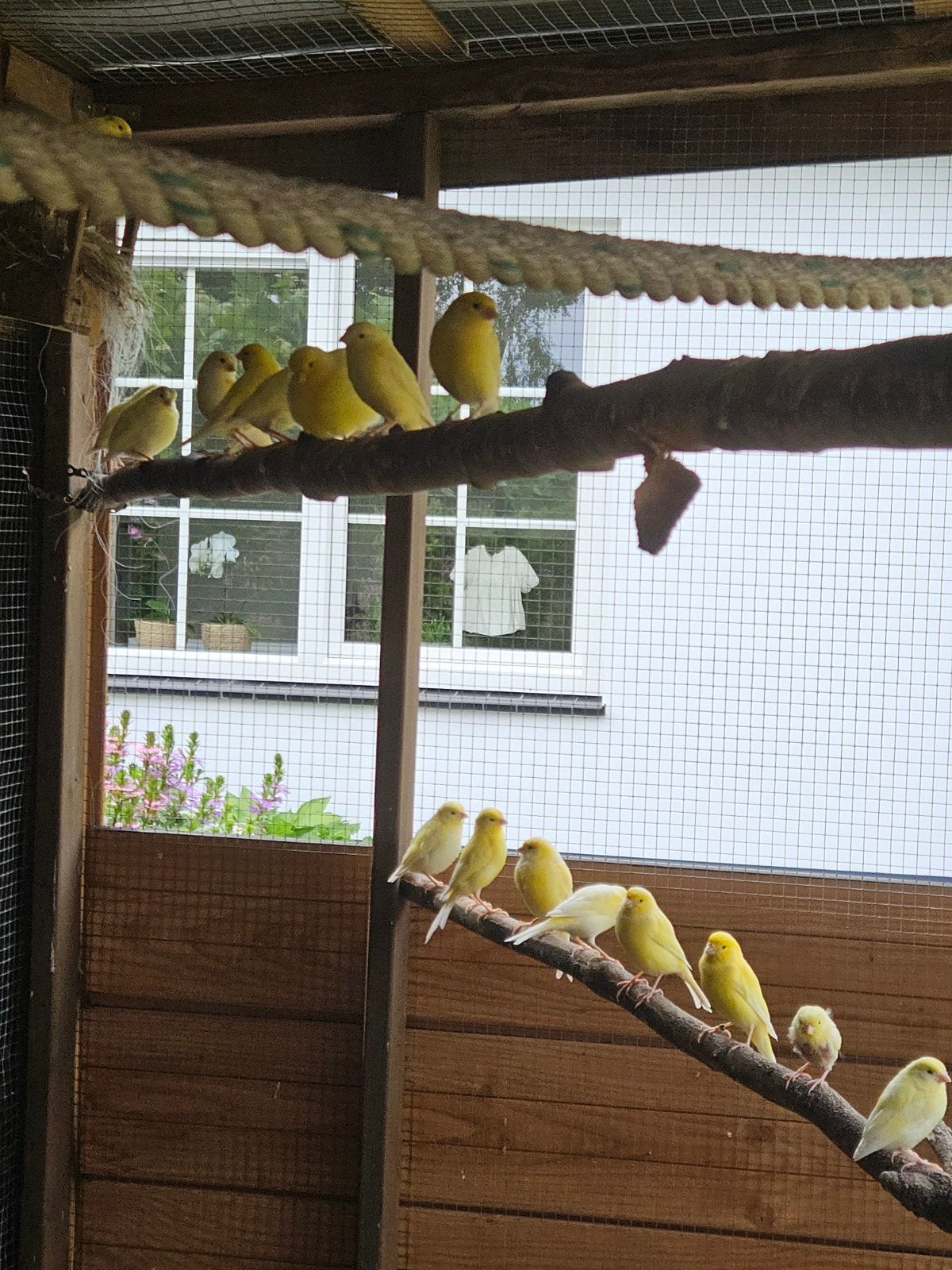 Te koop: Gele kanaries, Meerdere dieren, Kleurkanarie