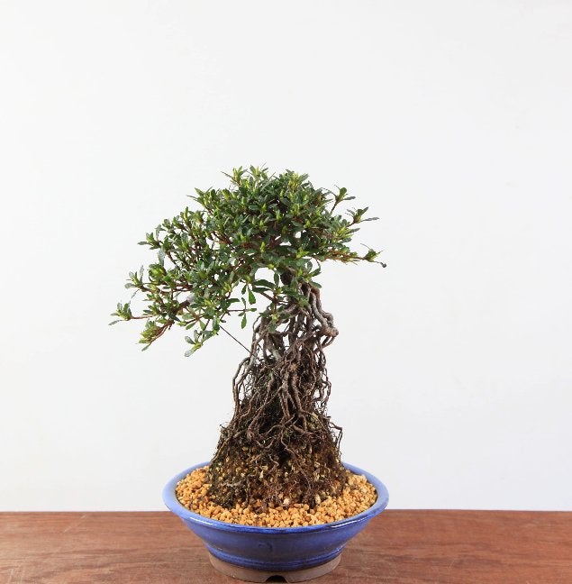Bonsai Azalea Satsuki 'Hi-no-maru' neagari, In pot, Halfschaduw, Lente, Minder dan 100 cm
