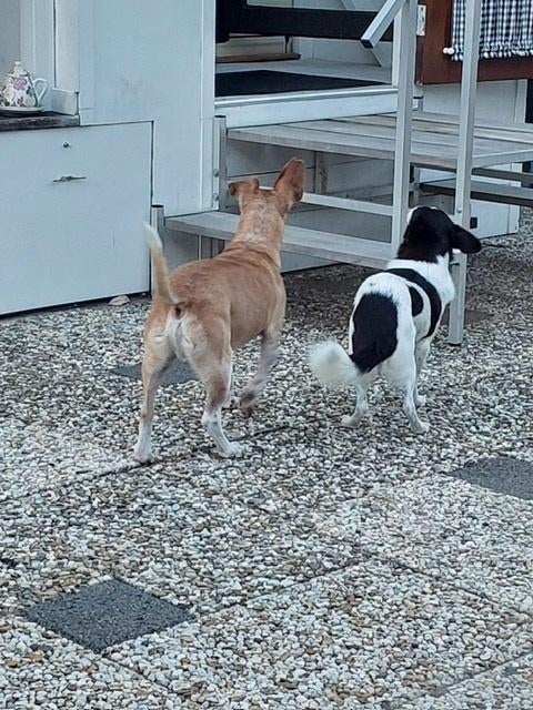 HzH-GRINGO&MICKY(NL) zoeken samen een nieuw warm thuis, Dieren en Toebehoren, Honden | Niet-rashonden, 6 jaar of ouder, Particulier