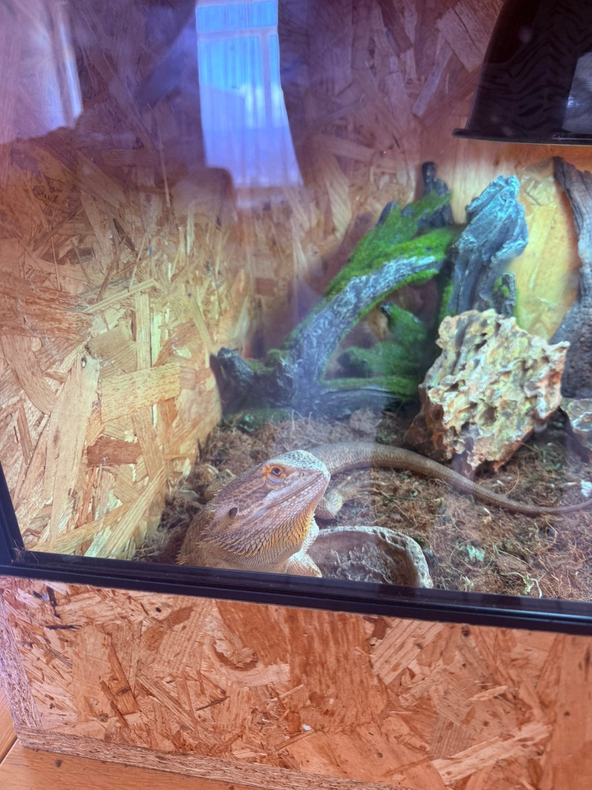 Bebaarde draak en terrarium, Ophalen of Verzenden, Zo goed als nieuw, Terrarium of Paludarium