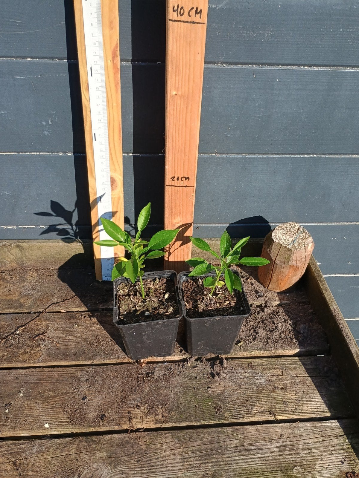 Citrus hystrix zaailingen - Kaffirlimoen / Djaroek Poeroet, Minder dan 100 cm, Lente, Volle zon, In pot